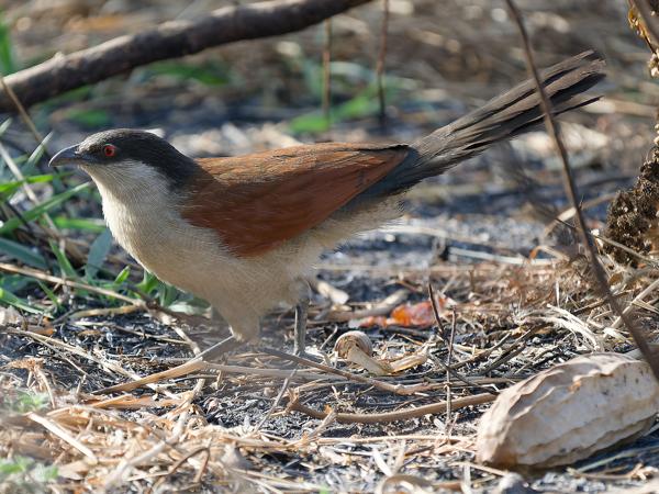 <h3><a href="/trips/gambia/biota/animalia/chordata/aves/030 cuculiformes/001 cuculidae/centropus senegalensis/centropus senegalensis-nl.html">Centropus&nbsp;senegalensis</a> / Senegal&nbsp;coucal / Senegalese&nbsp;spoorkoekoek</h3>OM-1 Mark II met OLYMPUS M.150-400mm F4.5, 1/2000 sec  bij F4.5, ISO 1600, afstand 12.6&nbsp;m